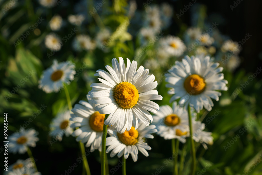 Blooming nivyanik ordinary (Lat. Leucanthemum vulgare) is a species of perennial herbaceous plants of the family Compositaceae (Asteraceae) Blooming nivyanik ordinary (Lat. Leucanthemum vulgare) is a species of perennial herbaceous plants of the family Compositaceae (Asteraceae)