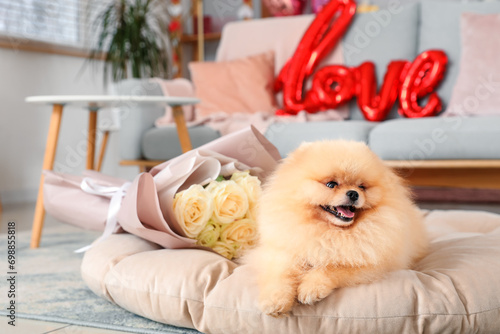 Adorable pomeranian dog res...