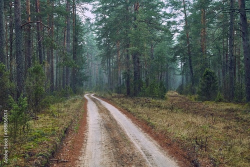 Fototapeta Forest walking path in misty weather