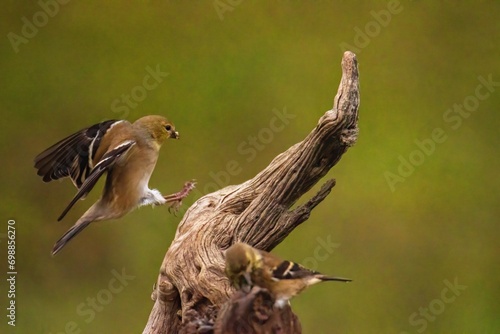 Goldfinch flying onto a branch