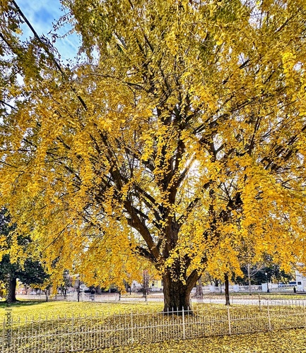 autumn
