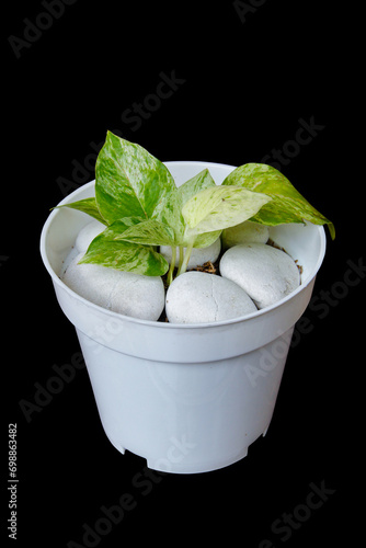 Tropical 'Epipremnum Aureum Marble Queen' pothos ( white variegation ) populer foliage houseplant in flower pot isolated on black background with clipping path