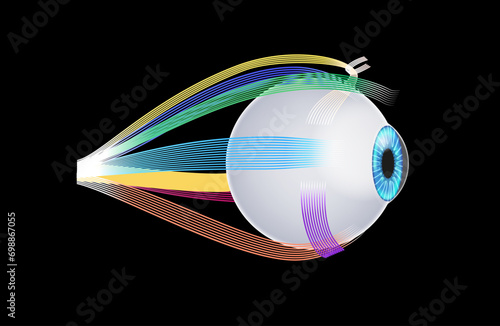 Extraocular muscles anatomy