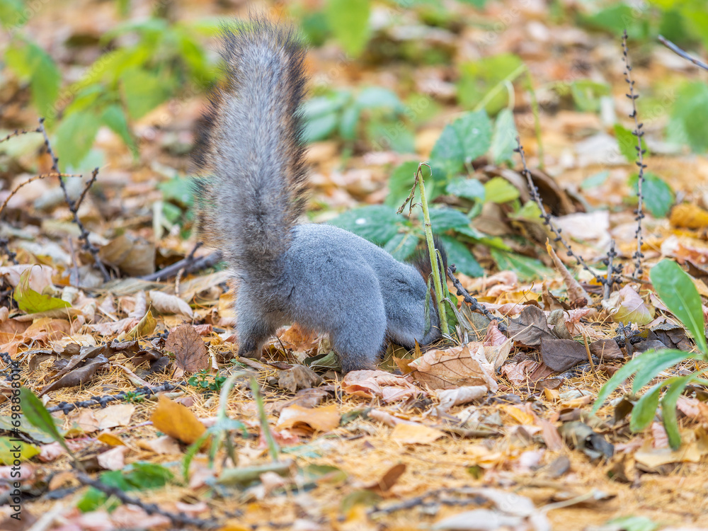 Squirrel in autumn hides nuts on the green grass with fallen yellow leaves Squirrel in autumn hides nuts on the green grass with fallen yellow leaves