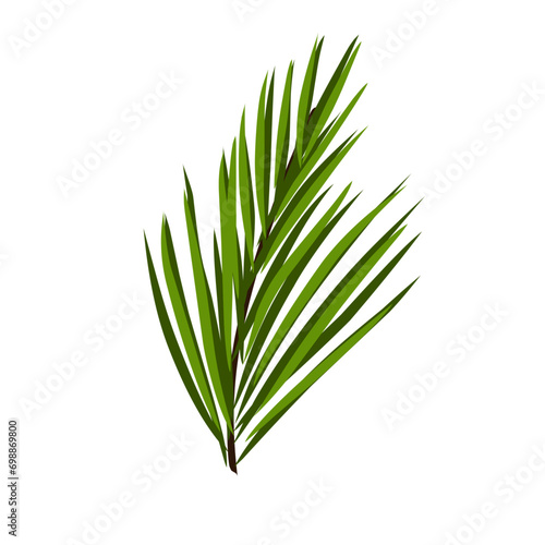 Green coconut leaves 