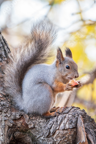 The squirrel with nut sits on tree in the autumn. Eurasian red squirrel  Sciurus vulgaris.