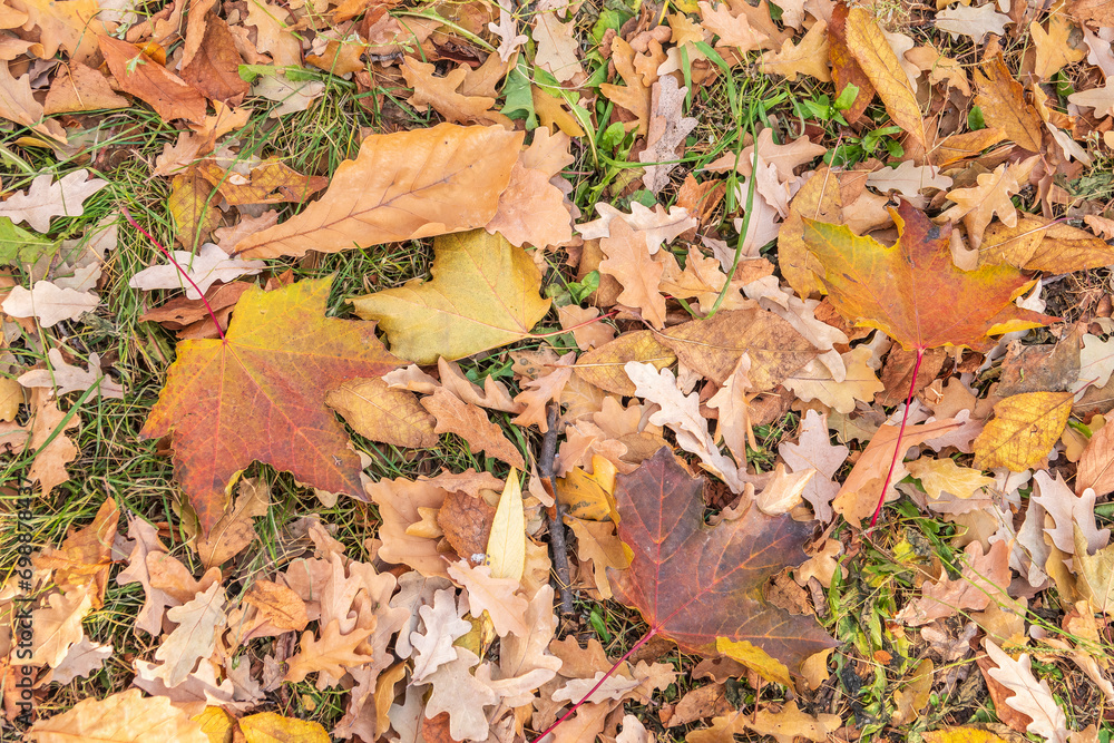Orange, brown and yellow fallen oak leaves in the sunlight.