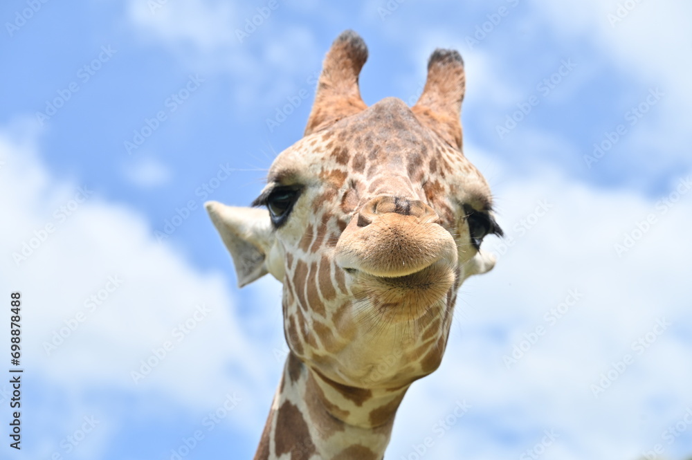 giraffe head close up 1 giraffe head close up 1