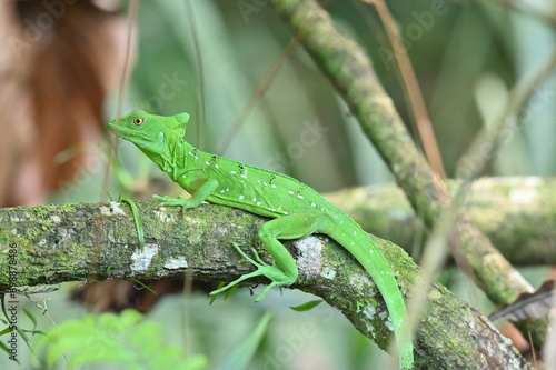 Green Basilisk 1 - Costa Rica