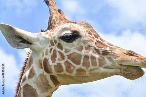 giraffe head close up 3