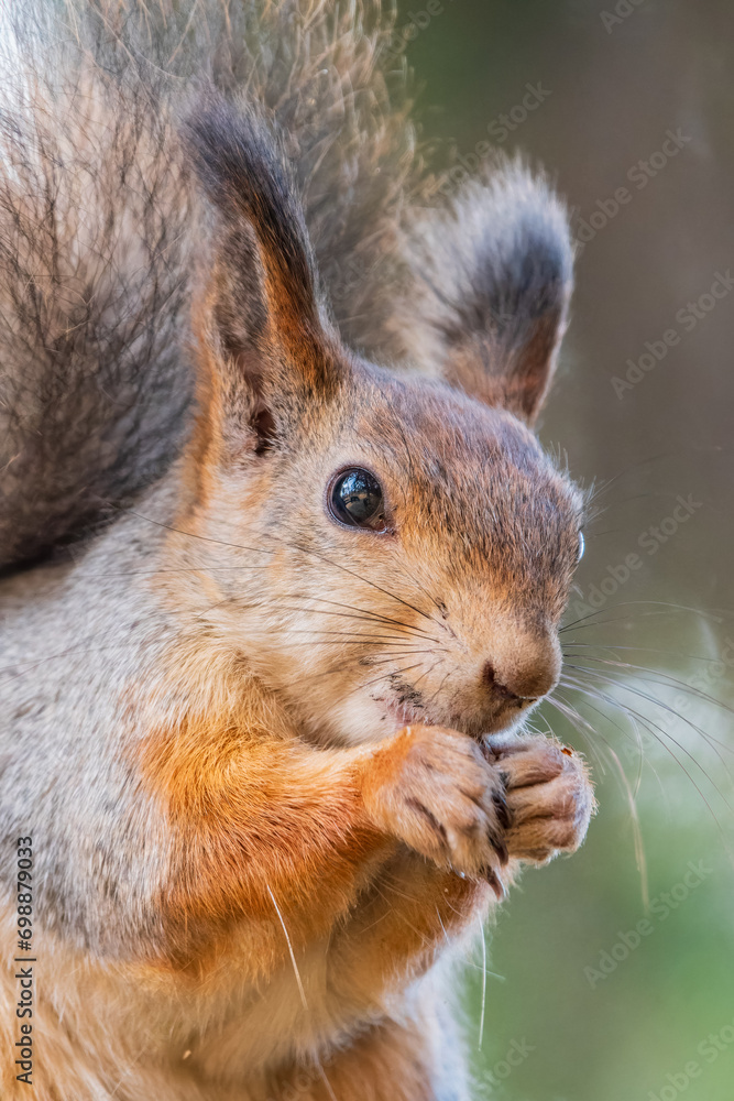 Fototapeta premium The squirrel with nut sits on tree in the autumn. Eurasian red squirrel, Sciurus vulgaris.