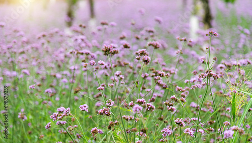 Background of purple verbena flowers