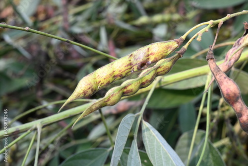 Green pigeon pea pod. Its other names Cajanus cajan, pigeonpea, red gram or tur. This is a perennial legume from the family Fabaceae.
 photo