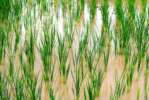 Background of green rice field