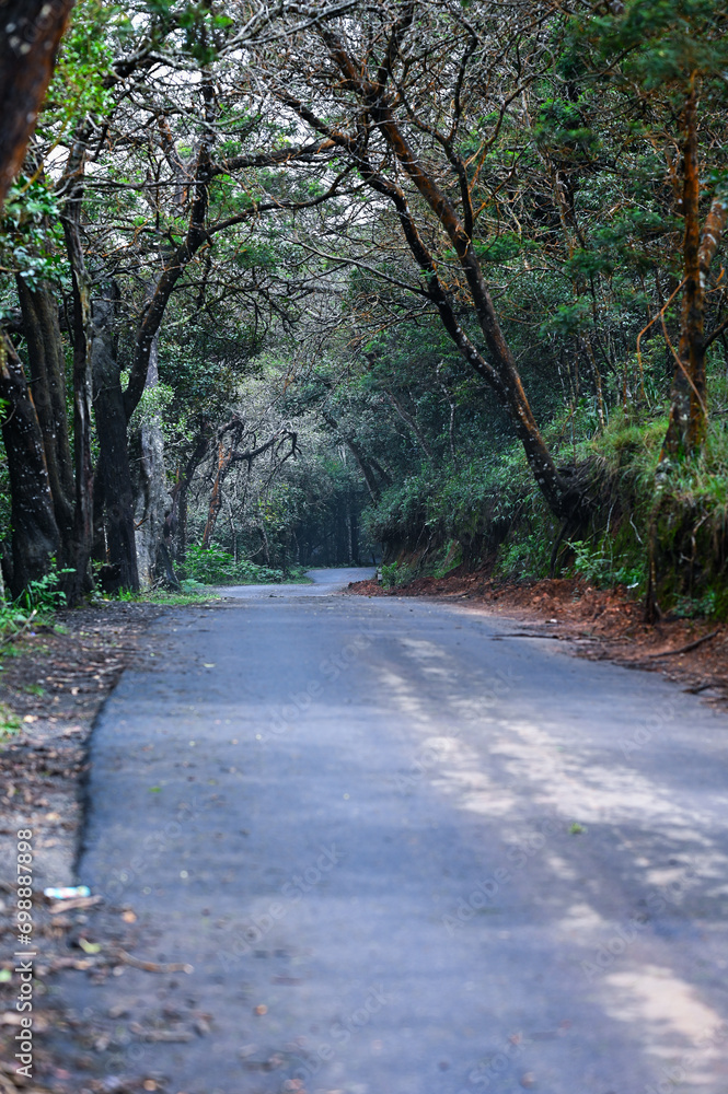 Fototapeta premium An aesthetic view of Road through dense forest to a mountain Village called Kinnakorai, Ooty, Tamil Nadu. 