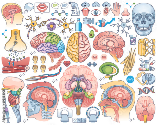 Human brain parts or anatomical head inner organs outline collection set, transparent background. Elements with medical neural process, internal physiology or body cells or tissues illustration.