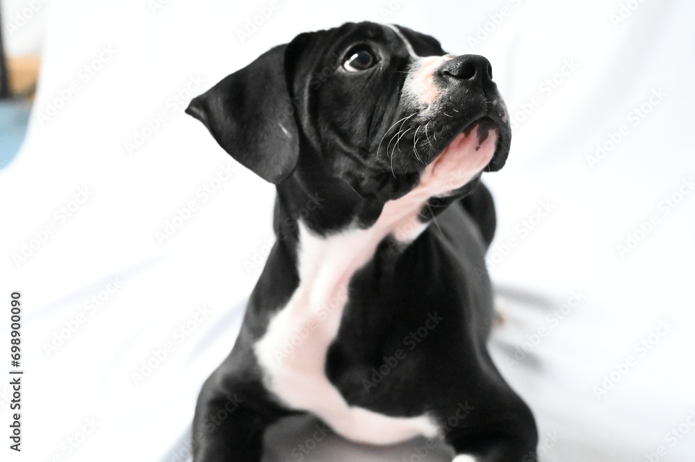 Studio headshot portrait of American Bulldog mix sitting on top of a bed, looking relaxed and content.