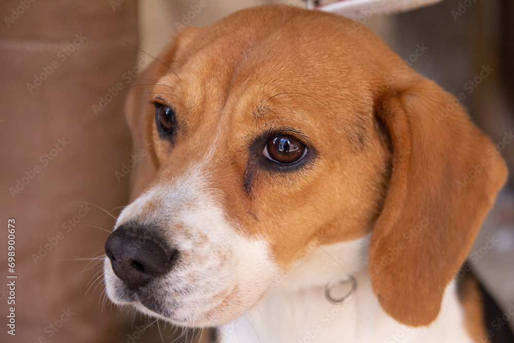 Beautiful and funny beagle dog. dog studio portrait . front view. indoors Beautiful and funny beagle dog. dog studio portrait . front view. indoors