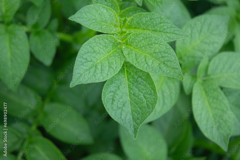 Green leaves of potato plant in garden. Close-up image. Green leaves of potato plant in garden. Close-up image.