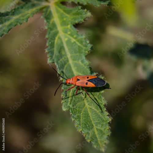 Dysdercus cingulatus is an insect in the family Dysdercus cingulatus. Pyrrhocoridae Or commonly known as red cotton. It is a serious pest of cotton plants. Dysdercus cingulatus.