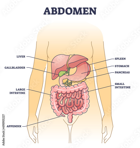 Abdomen anatomical structure with inner body stomach organs outline diagram, transparent background. Labeled educational scheme with liver, gallbladder, spleen and pancreas location illustration.