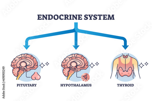 Three main parts of endocrine system with major glands outline diagram, transparent background. Labeled educational pituitary, hypothalamus.
