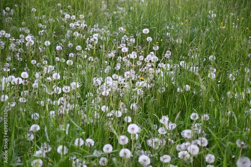 A lush meadow, adorned with a sea of tall green grass and embellished by an abundance of delicate white flowers.