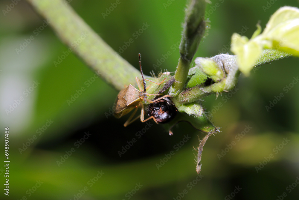 Hoshiharabiroheli-Kamemushi, stink bug on the Formosan kudzu vine ...