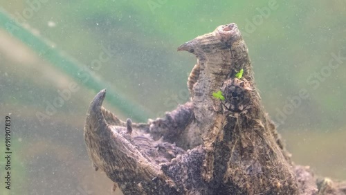 The head of a snapping turtle with its mouth open moving its tongue as bait. Snap turtle close-up. Underwater of Snapping Turtle Swimming near Bottom Making Bubbles in South Dakota. photo