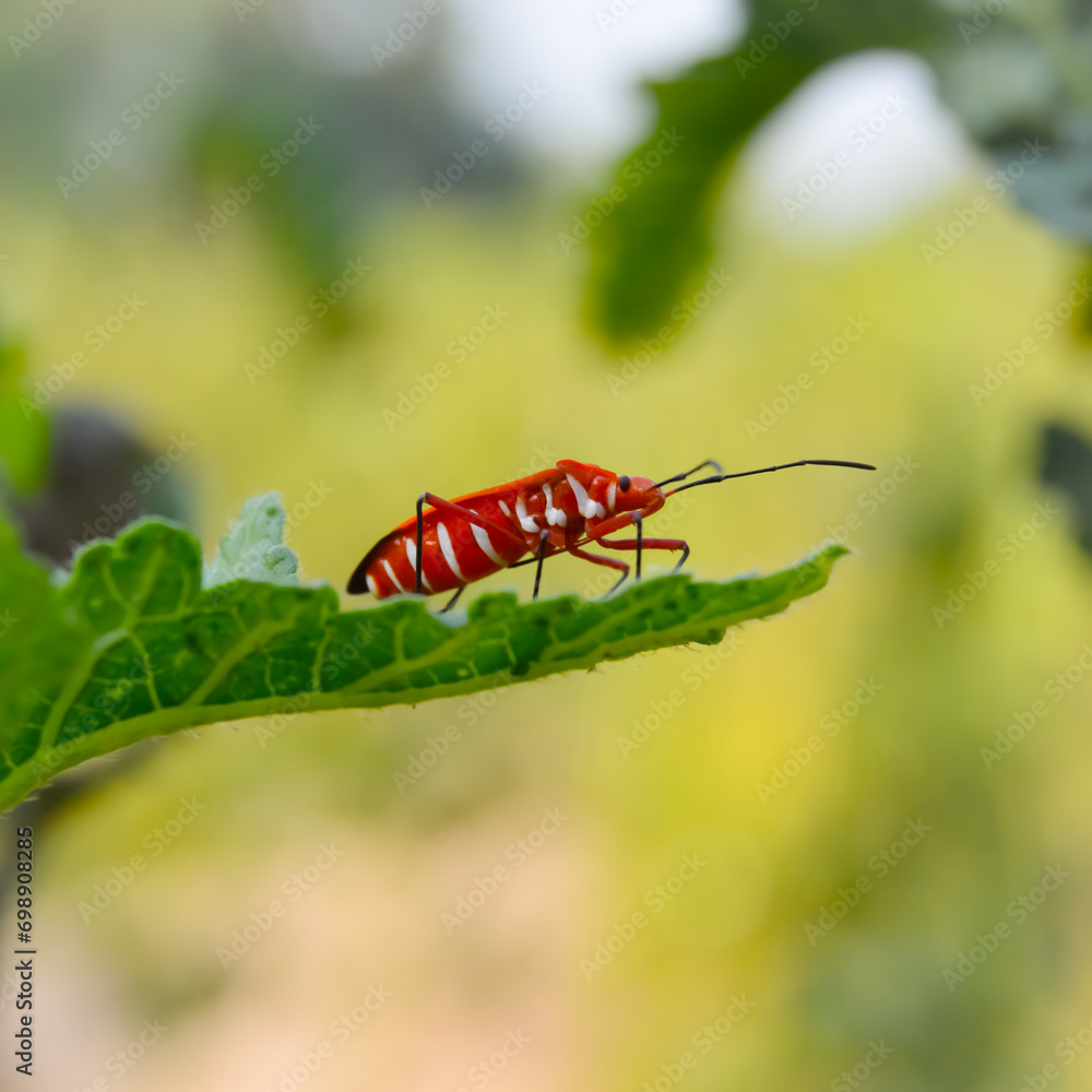 Dysdercus cingulatus is an insect in the family Dysdercus cingulatus ...