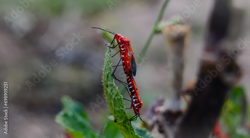 Dysdercus cingulatus is an insect in the family Dysdercus cingulatus. Pyrrhocoridae Or commonly known as red cotton. It is a serious pest of cotton plants. Dysdercus cingulatus. photo
