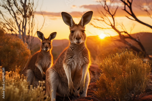 Outback Australian landscape at a golden sunset with two kangaroos.