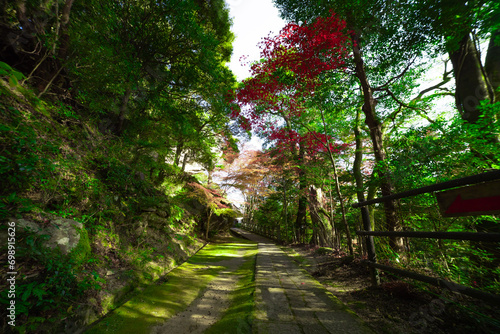 Red leaves at Kasagiyama momiji park in Kyoto in autumn wide shot photo