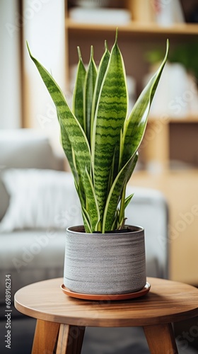 A living room is enhanced by the presence of a potted snake plant sitting gracefully on a table.
