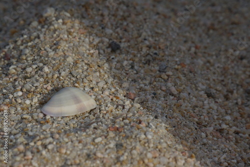 White, small, and flat shell with subtle colours and ridges, textured, macro of shell and sand