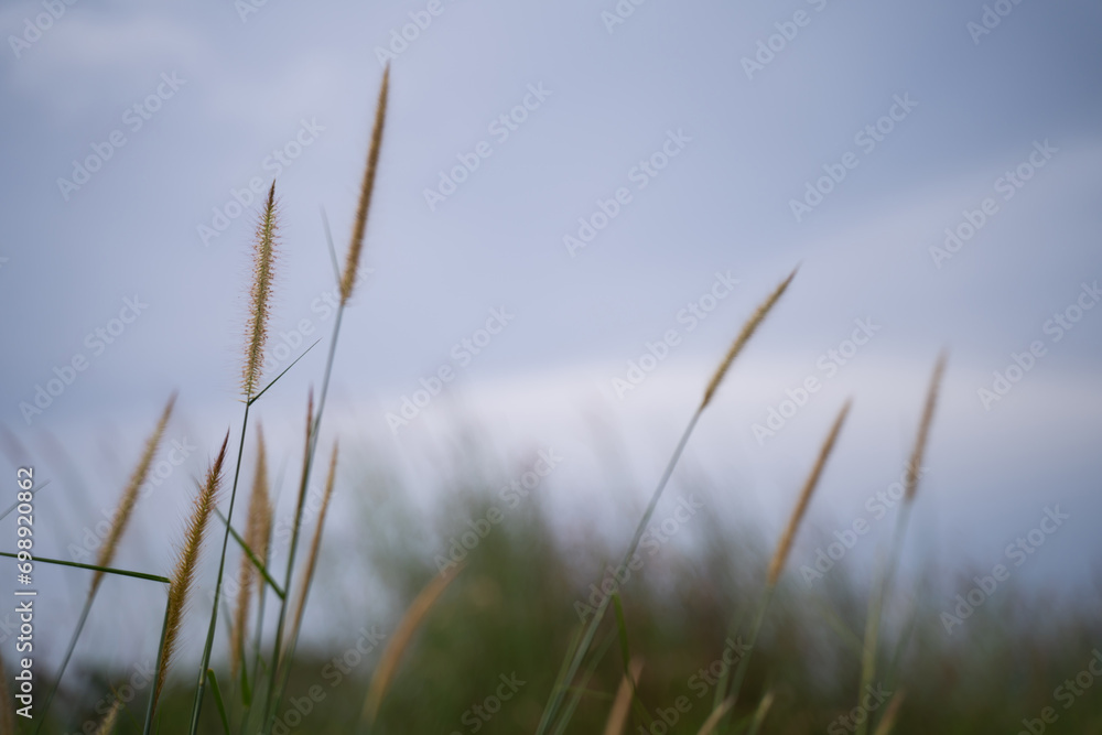 Natural grass flowers, blue sky background , natural beauty
