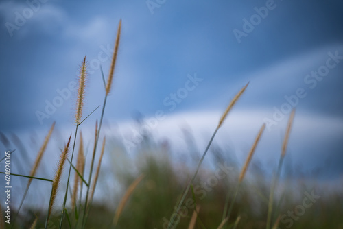 Natural grass flowers  blue sky background   natural beauty