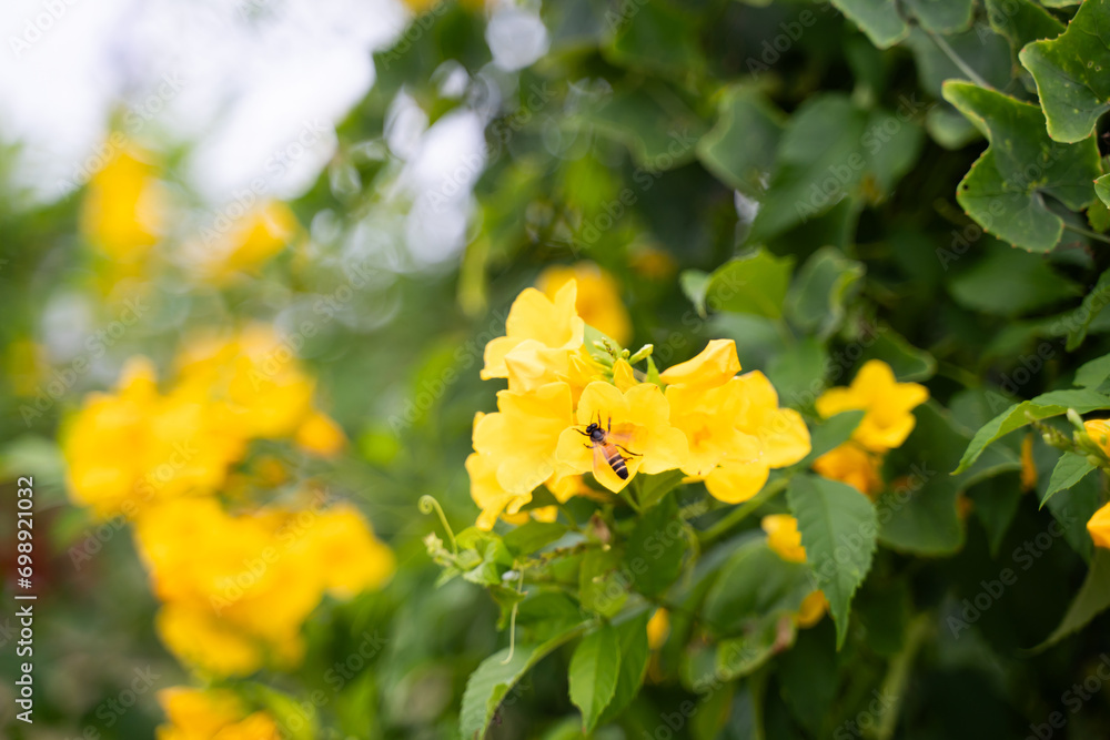 Yellow flowers with bees perched on flowers on blurred background, natural landscape Yellow flowers with bees perched on flowers on blurred background, natural landscape