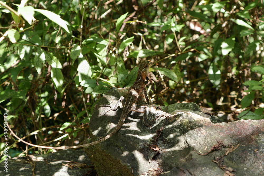 A brown colored Oriental garden lizard (Calotes versicolor) sitting on top of a granite rock surface in a sunny day