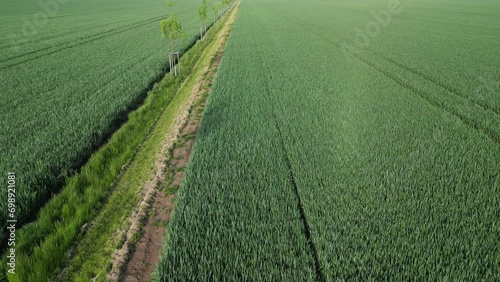 planting a new windbreak in the field, a biocorridor, an avenue of ash trees. attached to the columns. division of large parcels of fields by rows of trees, control from a drone, romantic, walking photo