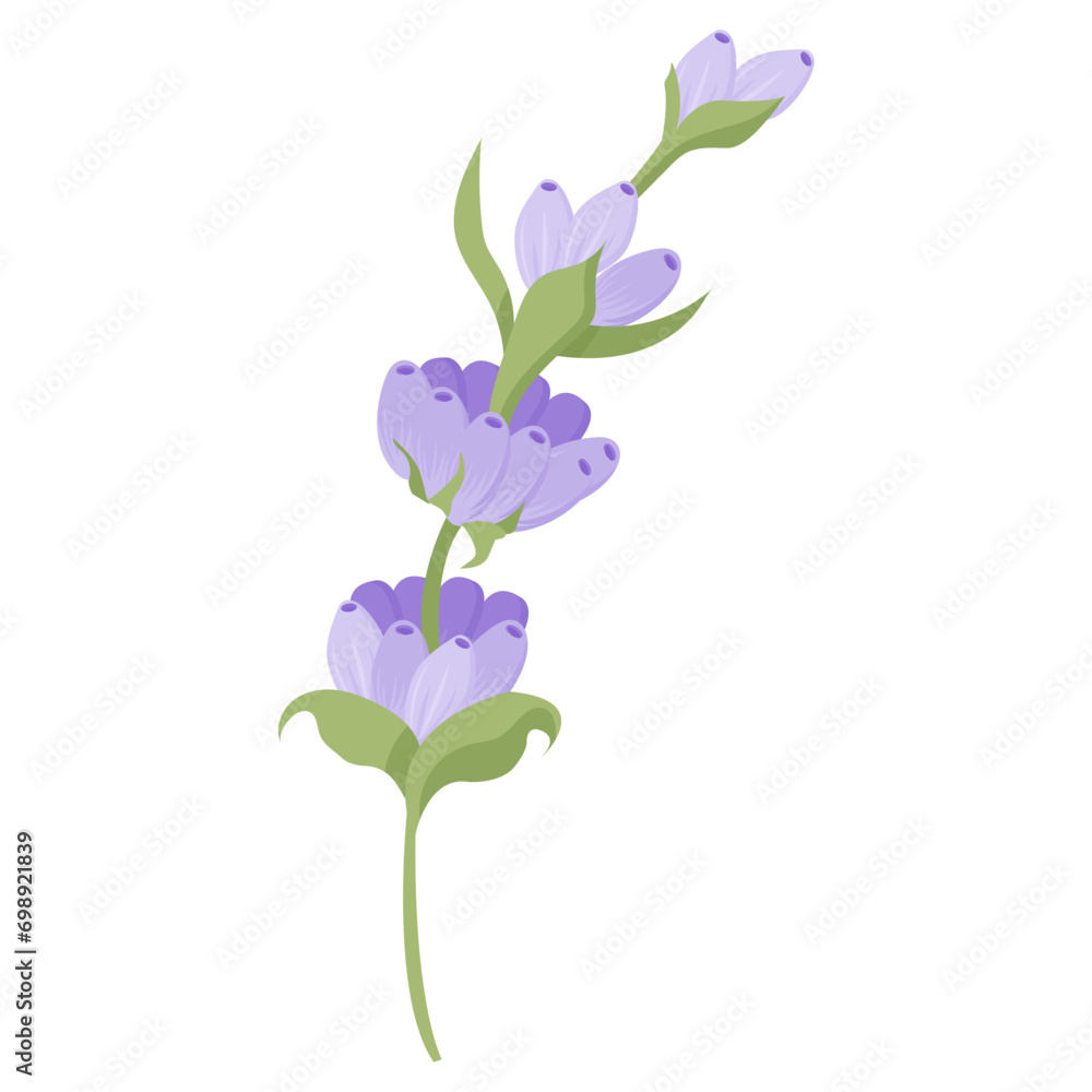 Delicate lavender flower in flat style. Vector illustration isolated on white background.