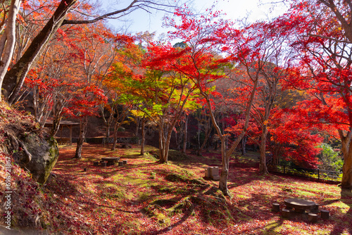 Red leaves at Kasagiyama momiji park in Kyoto in autumn photo