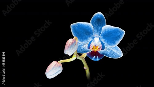 Blue phalaenopsis orchid flowers bloomed on a black background. Time lapse, close-up. Wedding background, Valentine's Day concept. Time Lapse.4k