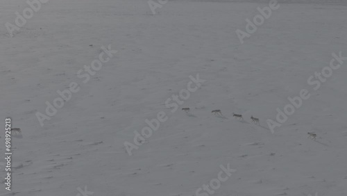 Saigas in winter during the rut. A herd of Saiga antelope or Saiga tatarica running in snow - covered steppe in winter. Antelope migration in winter. Slow motion video, 10 bit ungraded D-LOG photo