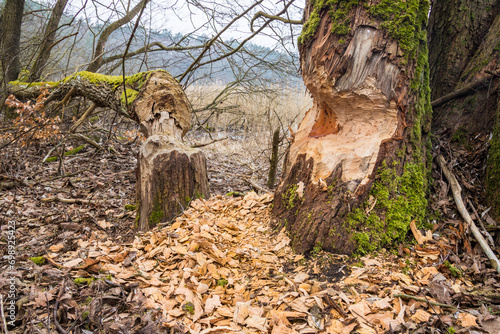 tree trunks gnawed by beavers, castor fiber