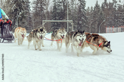 A group of Siberian Husky sled dogs in a sled run through snow crust in a forested area.