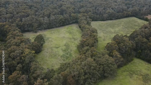 Drone aerial 4K in a forest national park showing cleared land in between native trees photo