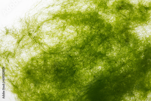close up of filamentous green algae on white background. photo