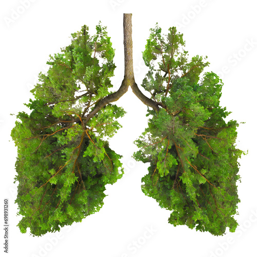  forest in a shape of lungs - isolated on transparent background