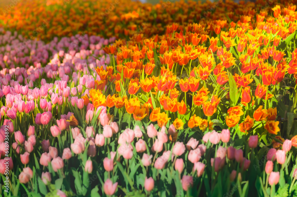 Tulip garden in Charming Chiang Mai Flower Festival Tulip garden in Charming Chiang Mai Flower Festival
